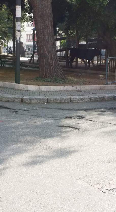 Toro per le vie del centro di Reggio Calabria, Paura tra passanti ed automobilisti