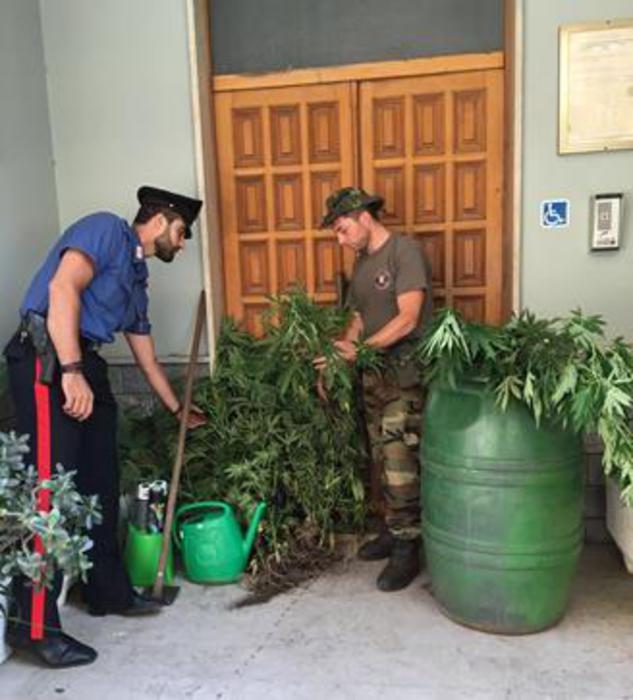 Un arresto dei Carabinieri a Gioia Tauro per coltivazione canapa indiana marijuana
