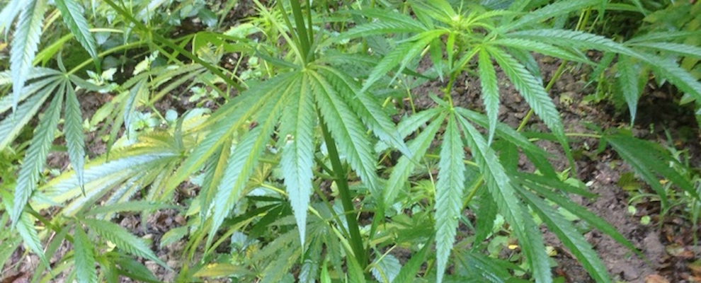 piantagione marijuana Sequestrate 2.000 piante di canapa indiana ev
