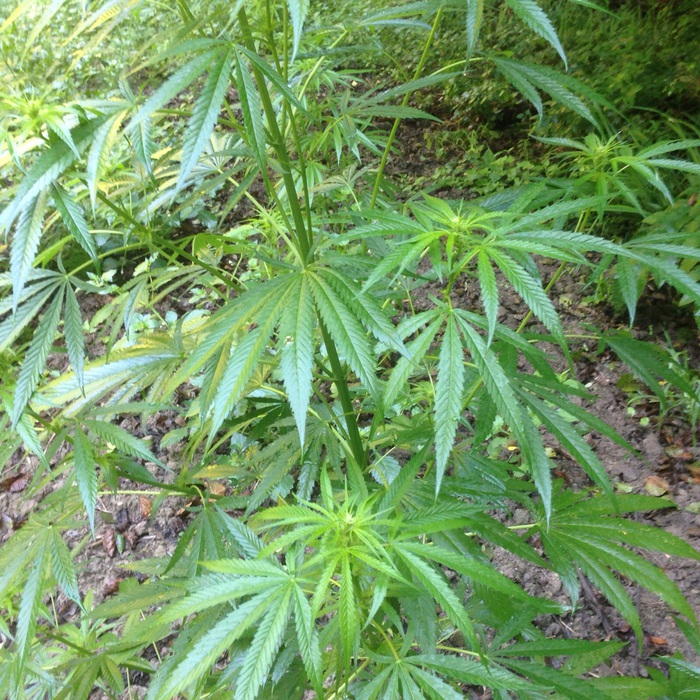 piantagione marijuana Sequestrate 2.000 piante di canapa indiana