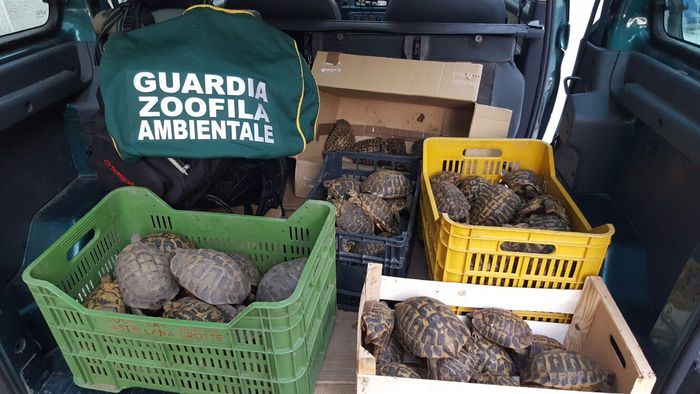 Guardie zoofile ambientali sequestrano 88 esemplari di tartaruga specie protetta a Cirò Marina tartarughe