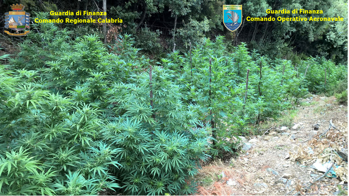 Foto Ansa - Gdf scopre otto piantagioni di marijuana con telerilevamento aereo