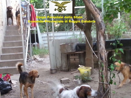 Foto Ansa - Reggio Calabria Denunciata una persona per maltrattamento animali ed occupazione abusiva di una villa privata. Sequestro sanitario per 13 cani ed una colonia felina.