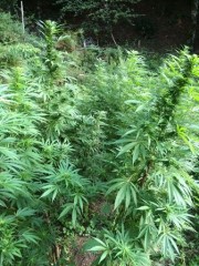 sequestro-cannabis-180x240