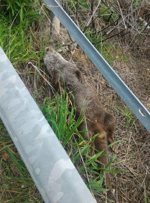 Foto Ansa - Ritrovato in Calabria esemplare di lontra investito e ucciso