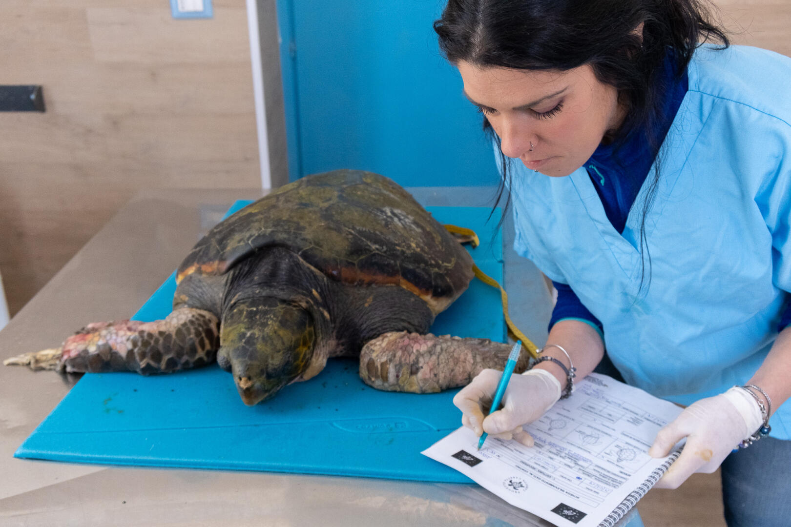 Centro Recupero Tartarughe Marine Di Brancaleone 002 Ciavula