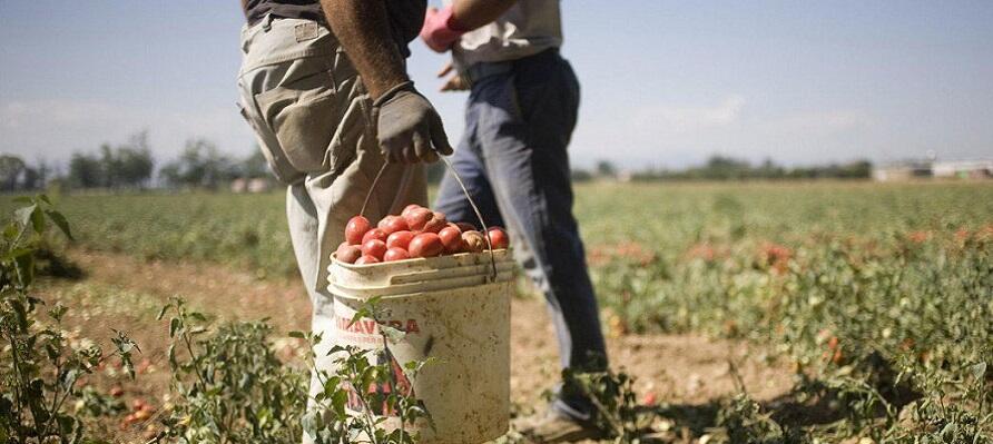 Lavoratori agricoli, nuova ordinanza di Spirlì: divieto di esposizione prolungata al sole