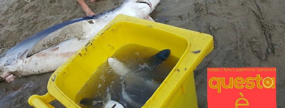 Squalo arenato partorisce su una spiaggia calabrese