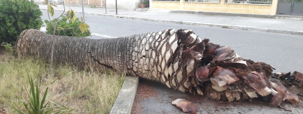 Cade una palma a Caulonia in via Brigida Postorino