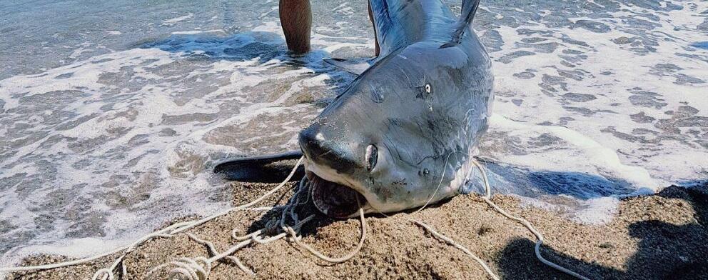 Crotone, pescato squalo volpe di 200 kg