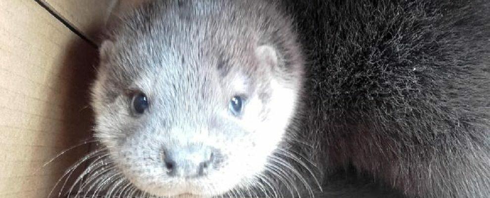 Cucciolo di lontra trovato in Calabria