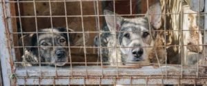 Scoperta Truffa Dei Canili: Sottratti All’adozione Oltre 400 Cani Per ...