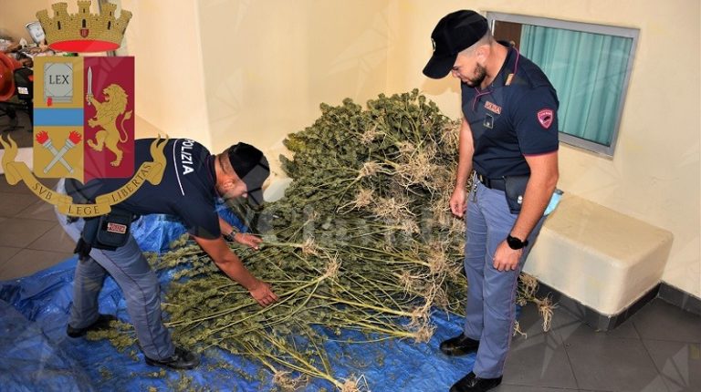 Beccato Con Di 120 Grammi Di Cocaina E 32 Kg Di Marijuana, Arrestato ...