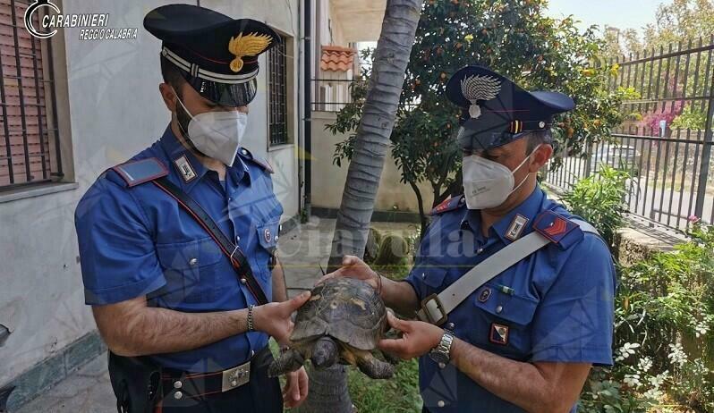 Calabria: Ritrovata e messa in salvo dai carabinieri una tartaruga centenaria