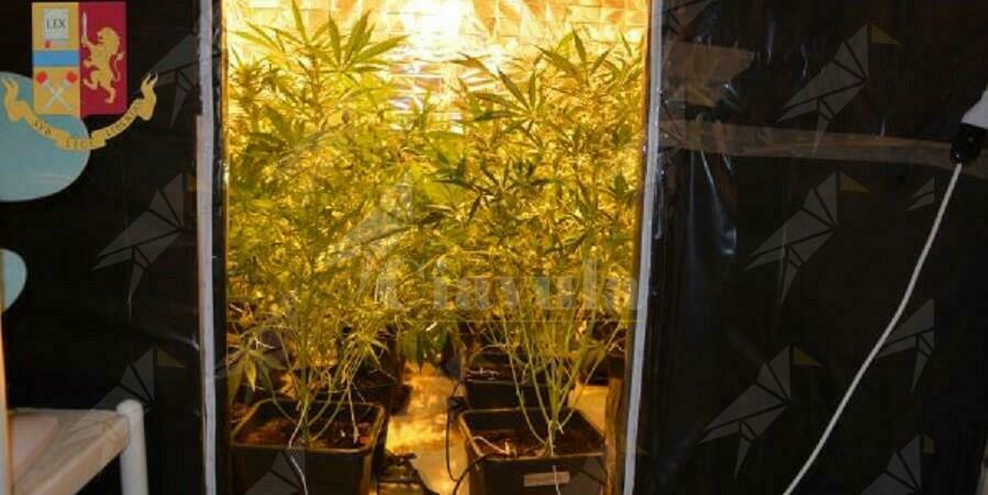 Coltiva marijuana nel suo appartamento, arrestato  25enne