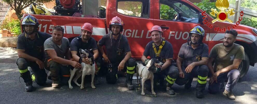 Calabria, due cani scomparsi da una settimana tratti in salvo dai vigili del fuoco