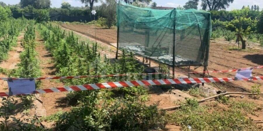 Scoperte in Calabria cinque piantagioni di marijuana del valore di mezzo milione di euro