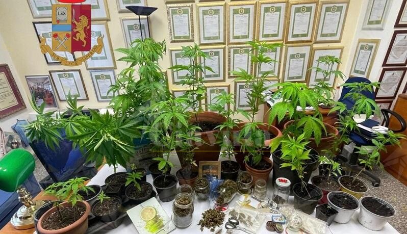 Calabria: Nascondeva 40 piante di cannabis e 200 grammi di marijuana