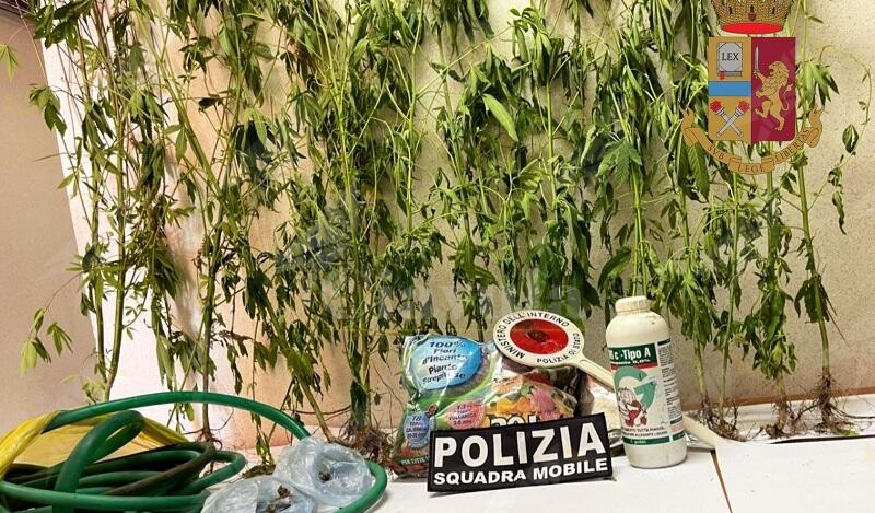 Sorpreso con 22 piante di cannabis nell’orto, un arresto in Calabria