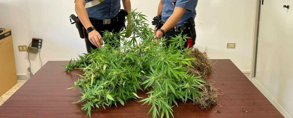 Trovato con due piantine di marijuana sul terrazzo di casa, denunciato un uomo in Calabria