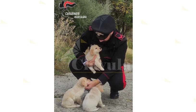 Cuccioli di cane abbandonati in strada, salvati dai Carabinieri di Caulonia