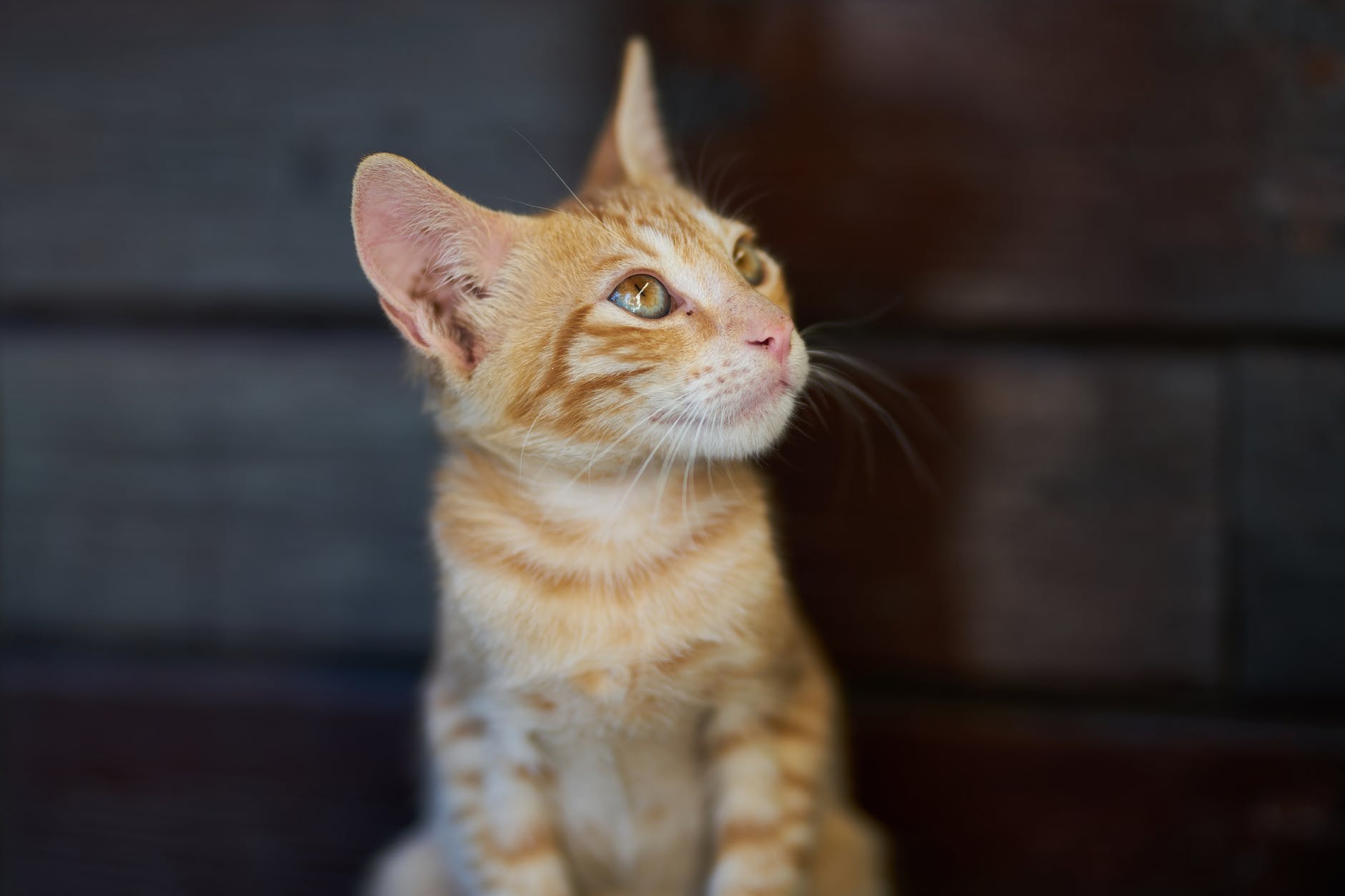 Malassezia e otiti nel cane e gatto