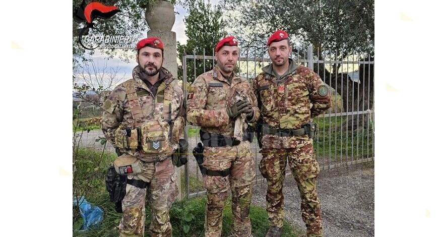 Rosarno, Carabinieri salvano da morte certa un rapace di specie protetta