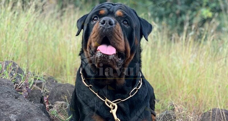 Donna aggredita a Crotone dal suo rottweiler nel giardino di casa, salvata dal vicino