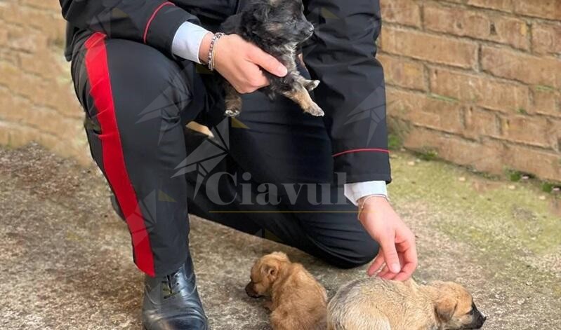 I carabinieri salvano una faina e dei cani a Oppido Mamertina e Palmi