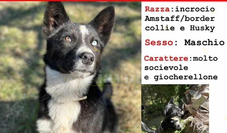 Cane scomparso a Focà di Caulonia