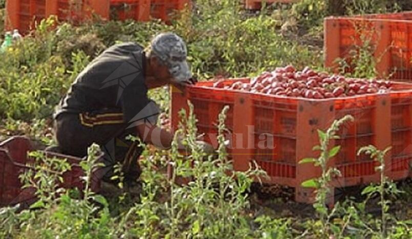 Lavoro nero e caporalato, la Calabria al 19,6%: è il doppio della media nazionale