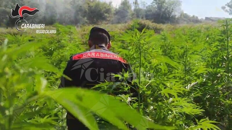 Scoperte 4 piantagioni di marijuana in provincia di Reggio Calabria, distrutte 2500 piante