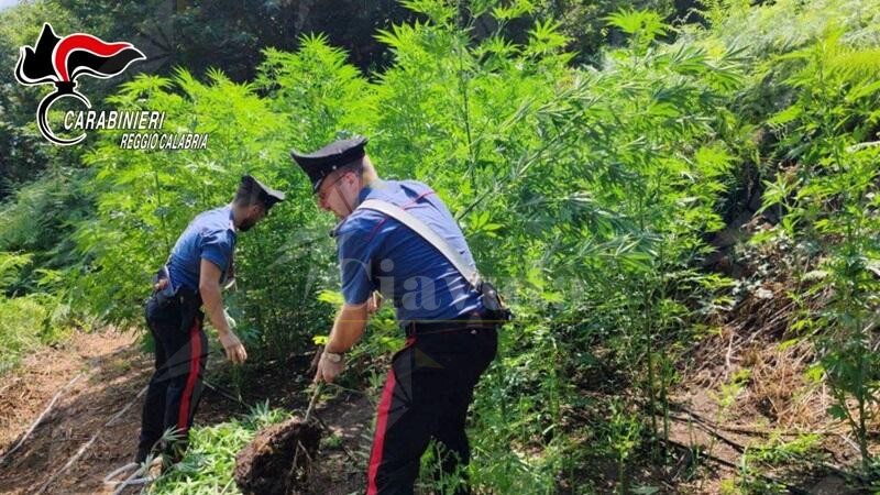 Scoperta e distrutta una grossa piantagione di marijuana in provincia di Reggio. È la quinta in pochi giorni