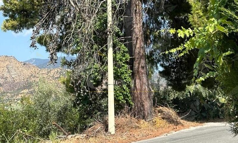 Una lettrice segnala la presenza di un albero pericolante a Caulonia