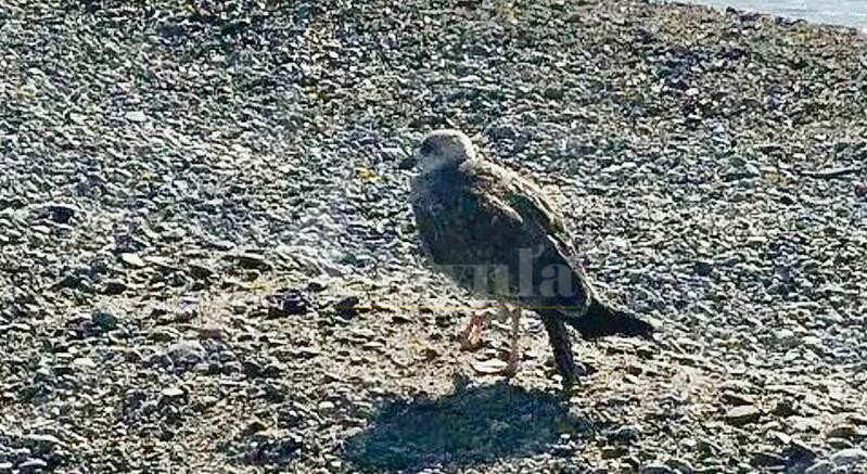 Il gabbiano Jonathan salvato sulla spiaggia di Stignano