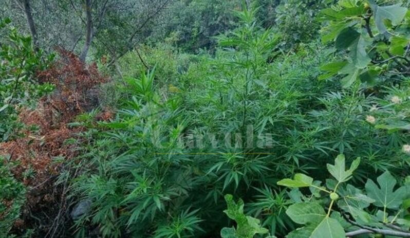 Rinvenuta una piantagione di cannabis nel catanzarese