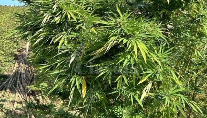 Scoperta una piantagione di marijuana a Isola di Capo Rizzuto