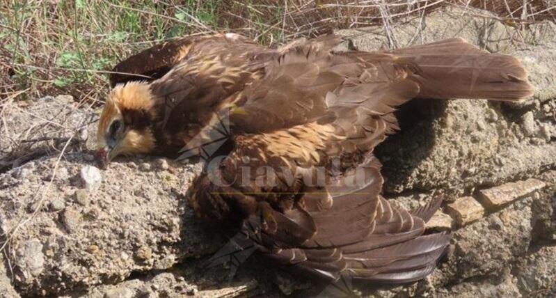 Uccise specie protette in provincia di Reggio, denunce e arresti