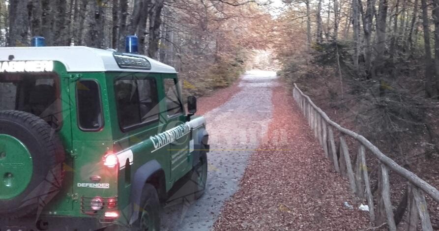 Bovino pascola nel Parco Nazionale d’Aspromonte: multato il proprietario