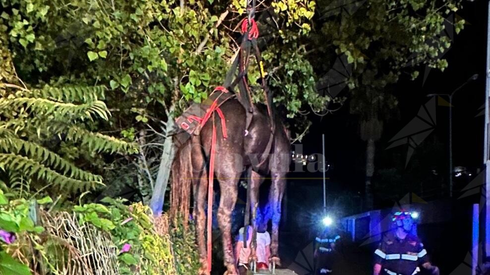 I vigili del fuoco soccorrono un cavallo caduto in un torrente