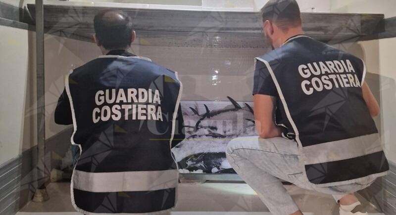 La Guardia Costiera sequestra 1.500 kg di prodotto ittico. Multe per oltre 51 mila euro