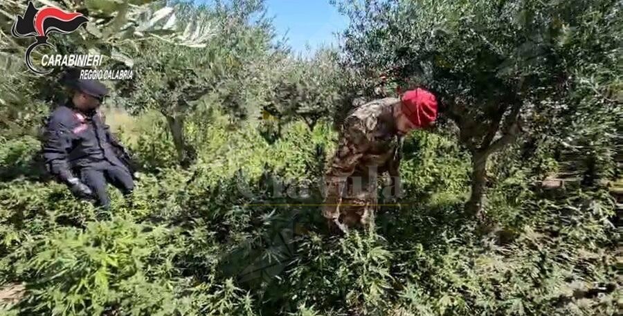 Individuata una coltivazione di canapa indiana a Benestare, un arresto