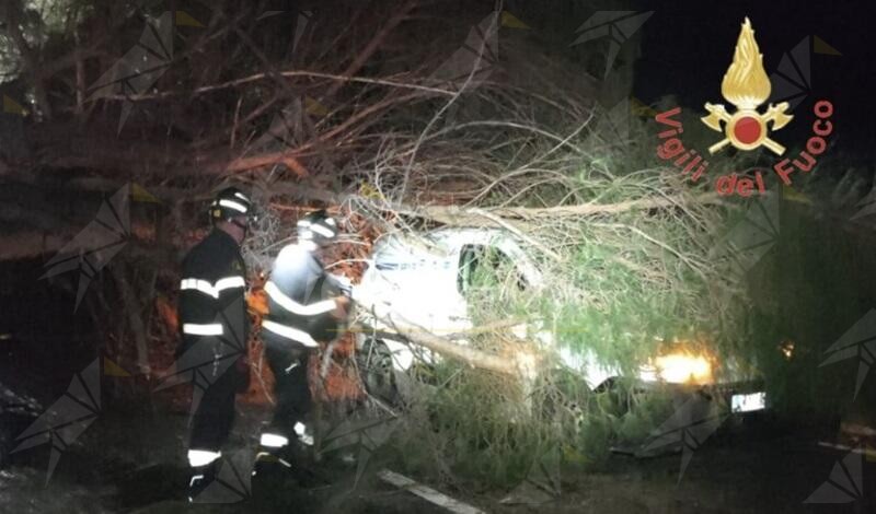 Tragedia sfiorata sulla SS280: grosso albero cade su un furgone, illeso il conducente