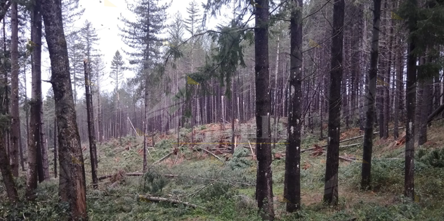 Strage di alberi nella Sila Piccola Catanzarese: il vento ha devastato intere aree boschive