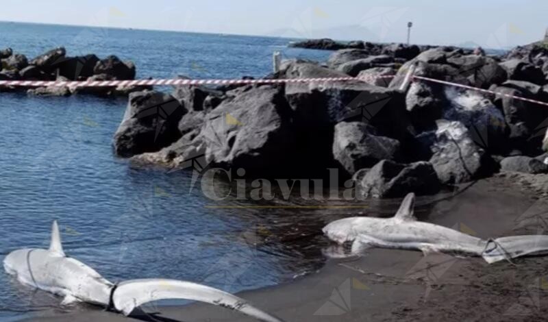 Trovate in spiaggia le carcasse di due esemplari di squalo volpe