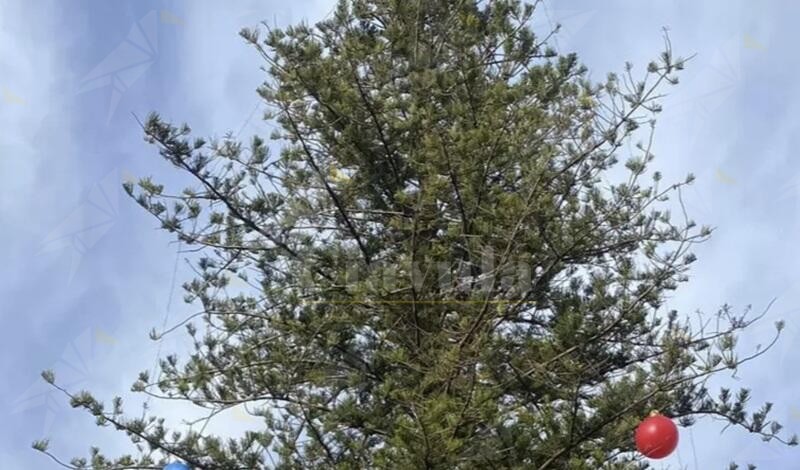 Vandalizzato l’albero di Natale realizzato a Vibo Marina