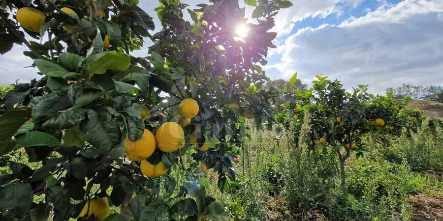 Il Ministero dell’agricoltura approva l’IGP del Bergamotto di Reggio Calabria