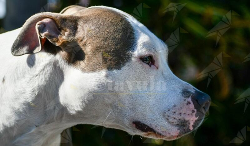 Paura in Calabria, pitbull randagio azzanna un cagnolino e ferisce due persone