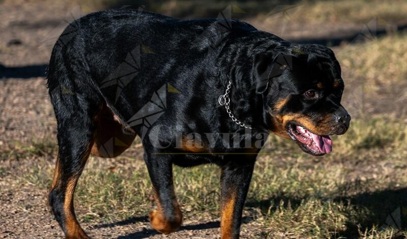 Azzannato da un rottweiler mentre pescava alla Tonnara di Palmi: rischia di perdere il braccio