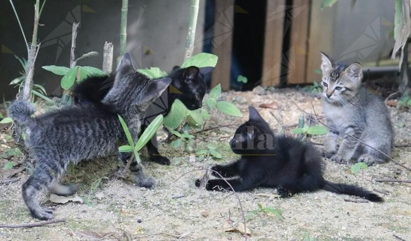 Avvelenati e uccisi 30 gatti nella provincia di Vibo: indagini in corso